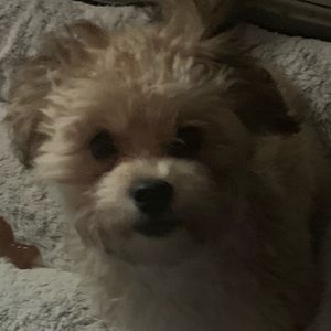 Meet your Posher, Doreen